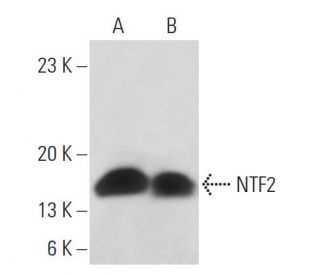 NTF2 Antibody (5A3) - Western Blotting - Image 16402 