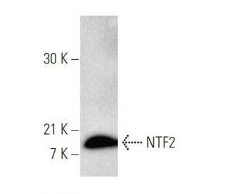NTF2 Antibody (5E8) - Western Blotting - Image 4150