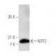 NTF2 Antibody (5E8) - Western Blotting - Image 4150