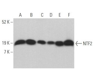 NTF2 Antibody (B-7) - Western Blotting - Image 363029 