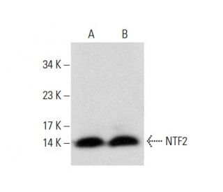 NTF2 Antibody (G-3) - Western Blotting - Image 137928 