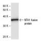 NTH1 Antibody (2660C1a) - Western Blotting - Image 47869