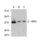 NTH1 Antibody (2660C1a) - Western Blotting - Image 47870 