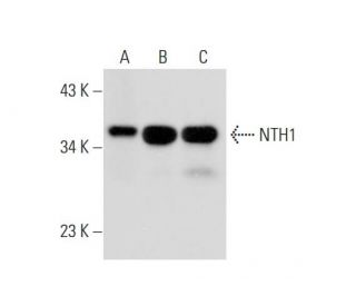 NTH1 Antibody (2660C1a) - Western Blotting - Image 295637 
