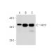 NTH1 Antibody (2660C1a) - Western Blotting - Image 295637 