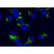 NTN Antibody (D-10) - Immunofluorescence - Image 302292