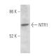 NTR1 Antibody (B-12) - Western Blotting - Image 356753