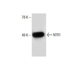 NTR1 Antibody (B-9) - Western Blotting - Image 151053