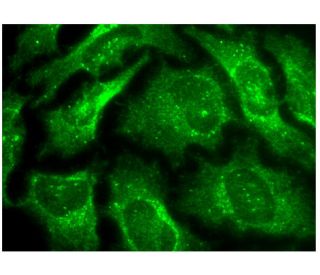 immunofluorescence image from recommended NTR1 (B-12) monoclonal antibody replacement. Image 284690