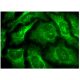 Este anticorpo policlonal foi descontinuado. Consulta o nosso anticorpo monoclonal <a href="ntr1-antibody-b-12">NTR1 (B-12)</a> recomendado (dados de amostra apresentados). immunofluorescence image from recommended NTR1 (B-12) monoclonal antibody replacement. Image 284690