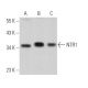 NTR1 Antibody (G-9) - Western Blotting - Image 368414 