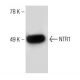 western blotting image from recommended NTR1 (B-9) monoclonal antibody replacement. Image 151053