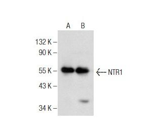 NTR1 Antibody (B-12) - Western Blotting - Image 160773