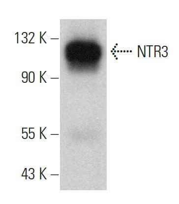 NTR3 Antibody (G-11) | SCBT - Santa Cruz Biotechnology