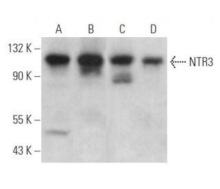 NTR3 Antibody (G-11) - Western Blotting - Image 362215 