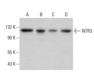 NTR3 Antibody (E-9) - Western Blotting - Image 381827