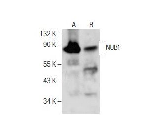 NUB1 Antibody (F-10) - Western Blotting - Image 260698 