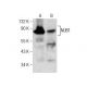 NUB1 Antibody (F-10) - Western Blotting - Image 260698 