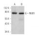 NUB1 Antibody (F-10) - Western Blotting - Image 366322 