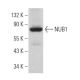 NUB1 Antibody (F-10) - Western Blotting - Image 366324