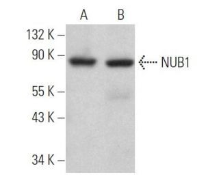 NUB1 Antibody (F-10) - Western Blotting - Image 366322Each CRISPR/Cas9 Knockout (KO) Plasmid product consists of a pool of 3 plasmids designed to ensure identification and cleavage of a specific gene for maximum knockout efficiency. Each plasmid encodes a unique 20 nt sequence derived from the GeCKO (v2) library.