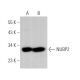 NUBP2 Antibody (H-2) - Western Blotting - Image 373978 