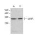 NUBPL Antibody (G-11) - Western Blotting - Image 379009
