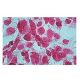 Nuclear Fast Red: sc-215592. Staining of methanol fixed SK-N-MC cells showing nuclear staining.