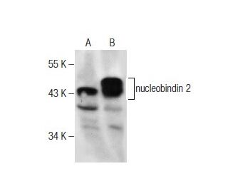 nucleobindin 2 Antibody (D-10) - Western Blotting - Image 164119 