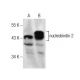 nucleobindin 2 Antibody (D-10) - Western Blotting - Image 164119 