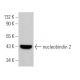 nucleobindin 2 Antibody (D-10) - Western Blotting - Image 364752