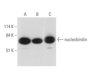 nucleobindin Antibody (D-8) - Western Blotting - Image 344614 