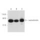 nucleobindin Antibody (D-8) - Western Blotting - Image 344614 