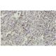 nucleobindin Antibody (R-Y2) - Immunohistochemistry - Image 36163 