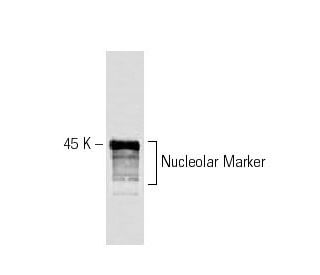 Nucleolar Marker Antibody (31C4) - Western Blotting - Image 67346
