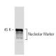 Nucleolar Marker Antibody (31C4) - Western Blotting - Image 67346