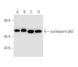 nucleoporin p62 Antibody (C-9) - Western Blotting - Image 67882 