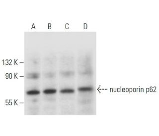 nucleoporin p62 Antibody (D-8) - Western Blotting - Image 332784 