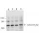 nucleoporin p62 Antibody (D-8) - Western Blotting - Image 332784 