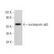 nucleoporin p62 Antibody (D-8) - Western Blotting - Image 381439