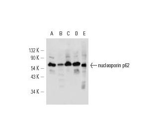 western blotting image from recommended nucleoporin p62 (E-4) monoclonal antibody replacement. Image 12633