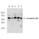 western blotting image from recommended nucleoporin p62 (E-4) monoclonal antibody replacement. Image 12633