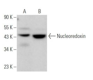 Nucleoredoxin Antibody (E-12) - Western Blotting - Image 371725 