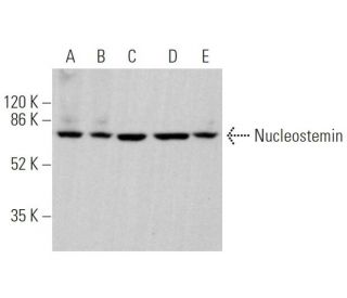 Nucleostemin Antibody (E-8) - Western Blotting - Image 362222 