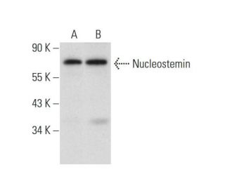 Nucleostemin Antibody (F-5) - Western Blotting - Image 311975 