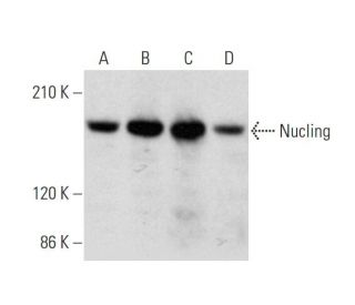 Nucling Antibody (A-5) - Western Blotting - Image 344480 