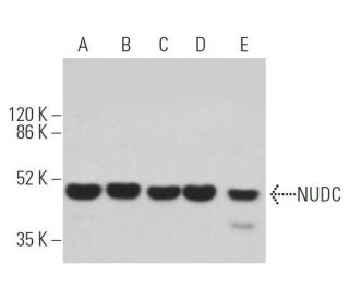 NUDC Antibody (C-3) - Western Blotting - Image 362537 