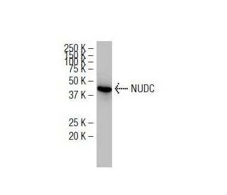 NUDC Antibody (JT-9) - Western Blotting - Image 34168 
