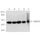 NUDCD3 Antibody (H-10) - Western Blotting - Image 314176 