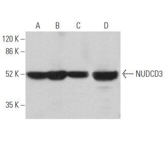 NUDCD3 Antibody (H-10) - Western Blotting - Image 371268 